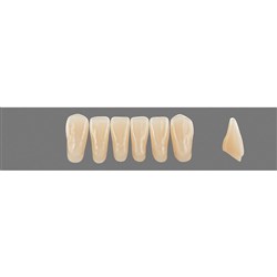 Vita Vitapan 3D, Lower, Anterior, Shade 1M2, Mould L15