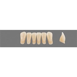 Vita Vitapan 3D, Lower, Anterior, Shade 2R25, Mould L5L