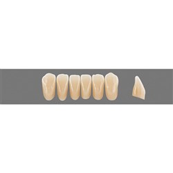 Vita Physiodens Classic, Lower, Anterior, Shade B2, Mould  L3M