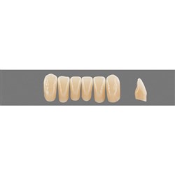 Vita Physiodens Classic, Lower, Anterior, Shade B2, Mould  L4M