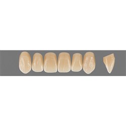 VITA Physiodens Classic, Upper Anterior, Shade B2, Mould O5L