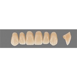 VITA Physiodens Classic, Upper Anterior, Shade B2, Mould T9L