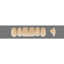 VITA Physiodens Classic, Upper Anterior, Shade B2, Mould Z1S