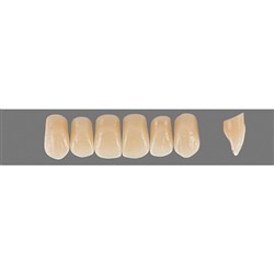 VITA Physiodens Classic, Upper Anterior, Shade B4, Mould O3M
