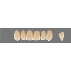 VITA Physiodens Classic, Upper Anterior, Shade C2, Mould T1S
