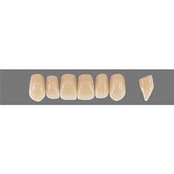 Vita Physiodens Classic, Upper, Anterior, Shade C2, Mould  T2S