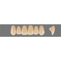 VITA Physiodens Classic, Upper Anterior, Shade C4, Mould O2L