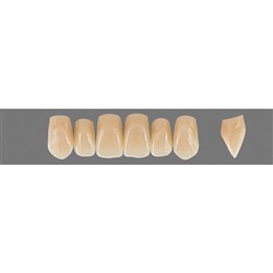 VITA Physiodens Classic, Upper Anterior, Shade C4, Mould T3M