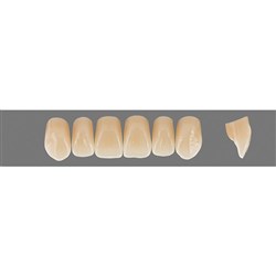 VITA Physiodens Classic, Upper Anterior, Shade C4, Mould T7M