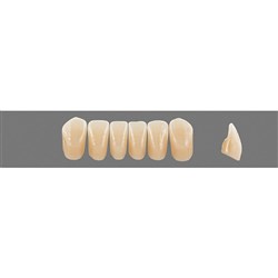 VITA Physiodens Classic, Lower Anterior, Shade C4, Mould L7L
