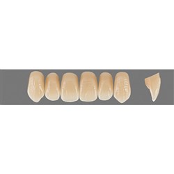 VITA Physiodens Classic, Upper Anterior, Shade D2, Mould O4L