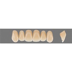 VITA Physiodens Classic, Upper Anterior, Shade D2, Mould T6L