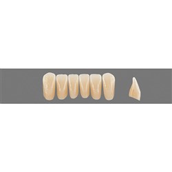 Vita Physiodens Classic, Lower, Anterior, Shade D3, Mould  L2M