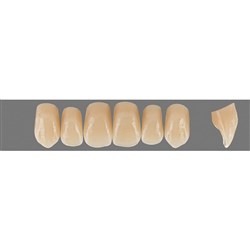VITA Physiodens Classic, Upper Anterior, Shade D4, Mould O6L