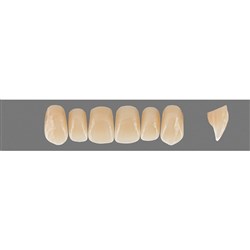 VITA Physiodens Classic, Upper Anterior, Shade D4, Mould T4M