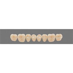 Vita Vitapan 3D, Lower, Posterior, Cuspiform, Shade 1M1, Mould 40CL
