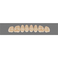 Vita Vitapan 3D, Upper, Posterior, Cuspiform, Shade 1M1, Mould 41CU