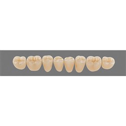 Vita Vitapan 3D, Lower, Posterior, Cuspiform, Shade 1M1, Mould 42CL