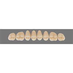 Vita Vitapan 3D, Upper, Posterior, Cuspiform, Shade 1M1, Mould 42CU