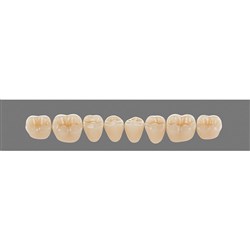 Vita Vitapan 3D, Lower, Posterior, Cuspiform, Shade 1M1, Mould 43CL