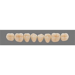 Vita Vitapan 3D, Lower, Posterior, Cuspiform, Shade 1M1, Mould 44CL