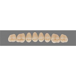 Vita Vitapan 3D, Upper, Posterior, Cuspiform, Shade 1M1, Mould 44CU