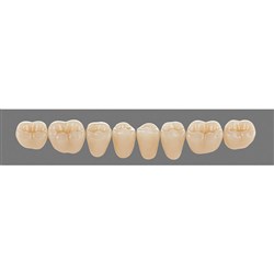 Vita Vitapan 3D, Lower, Posterior, Cuspiform, Shade 1M1, Mould 45CL