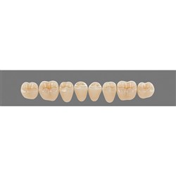Vita Vitapan 3D, Lower, Posterior, Cuspiform, Shade 1M2, Mould 41CL