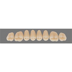 Vita Vitapan 3D, Upper, Posterior, Cuspiform, Shade 1M2, Mould 45CU