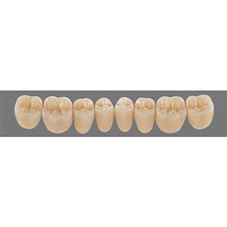 Vita Lingoform 3D, Lower, Posterior, Shade 2M1 A1, Mould 24