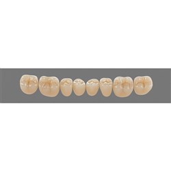 Vita Physiodens Classic, Lower, Posterior, Shade B2, Mould 20E