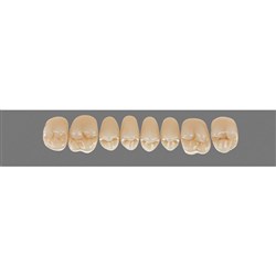 Vita Physiodens Classic, Upper Posterior, Shade C1, Mould 20E