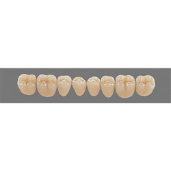 Vita Physiodens Classic, Lower Posterior, Shade C1, Mould 21E
