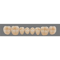 Vita Physiodens Classic, Lower Posterior, Shade C1, Mould 24E