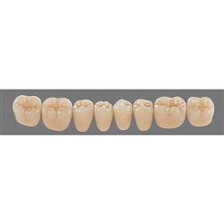 Vita Physiodens Classic, Lower, Posterior, Shade C4, Mould 25E