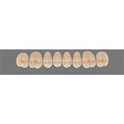 Vita Physiodens Classic, Upper Posterior, Shade D2, Mould 21E