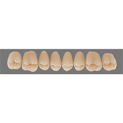 Vita Physiodens Classic, Upper Posterior, Shade D2, Mould 25E