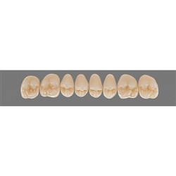 Vita Physiodens Classic, Upper, Posterior, Shade D4, Mould 22E