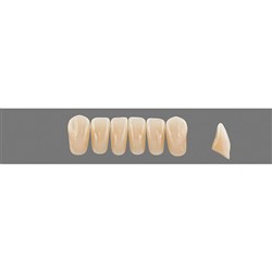 Vita Vitapan EXCELL Classical, Lower, Anterior, Shade C3, Mould L37