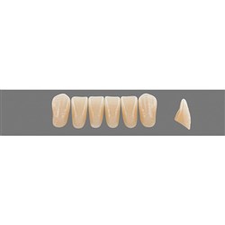 Vita Vitapan EXCELL Classical, Lower, Anterior, Shade D2, Mould L39