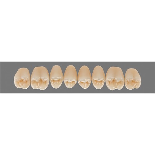 Upper 23L A2 Lingoform Teeth - Classical
