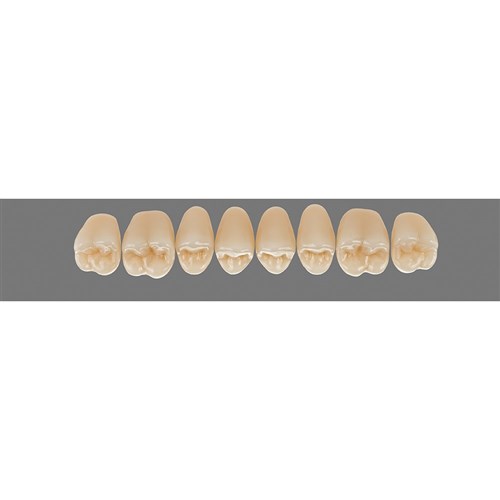 Upper 21L A3 Lingoform Teeth - Classical