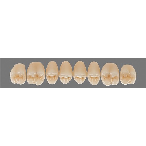 Upper 24L A3 Lingoform Teeth - Classical