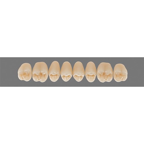 Vita Lingoform Upper, Posterior, Shade D4, Mould 22L