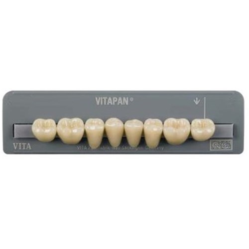 Vita Vitapan Classical Lower, Posterior, Synoform, Shade C1, Mould 11S