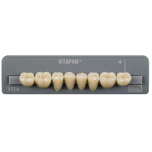 Vita Vitapan Classical Lower, Posterior, Synoform, Shade C1, Mould 11S